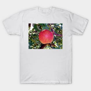 Honey Crisp Solo T-Shirt